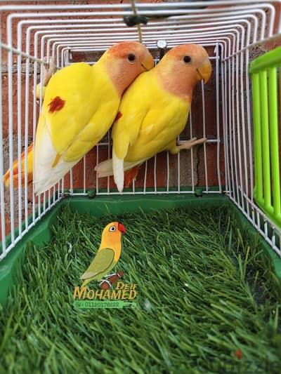 روز اوبلاين رد