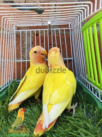 روز اوبلاين رد