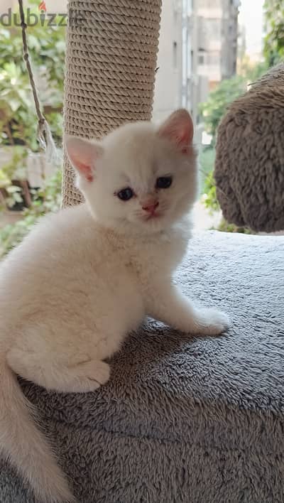 Female British Shorthair NY1233 Gold