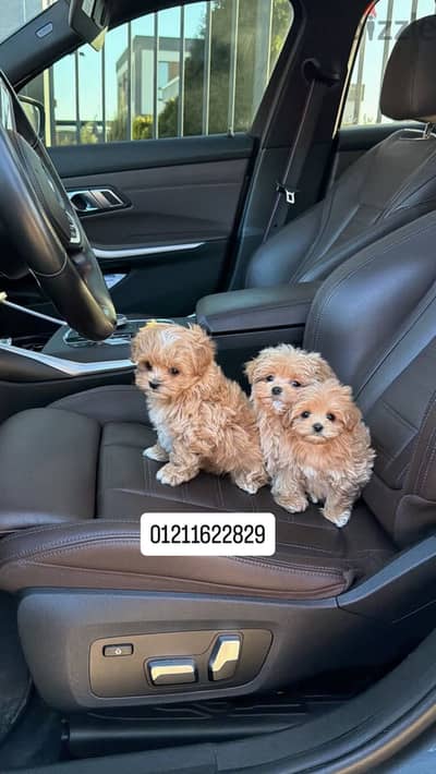 Poodle x maltipoo puppies مالتيبو