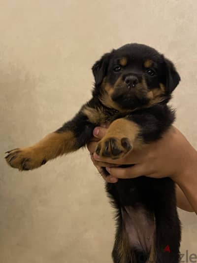 Puppy for sale