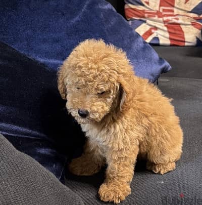 Toy poodle for sale