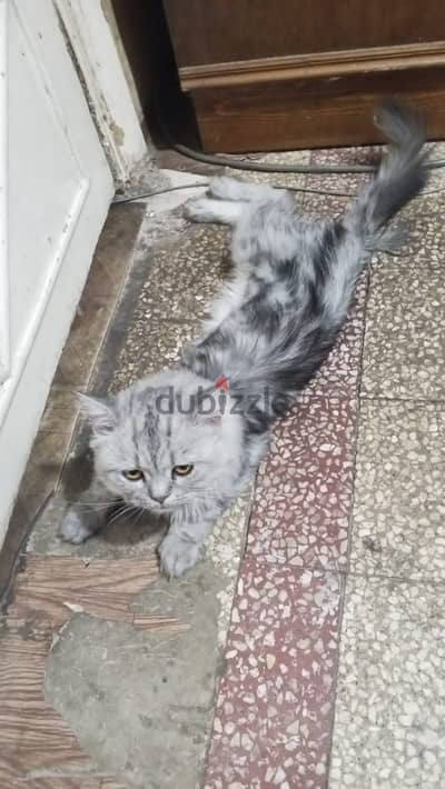 قط بندق شيرازي مون فيس 3 سنين