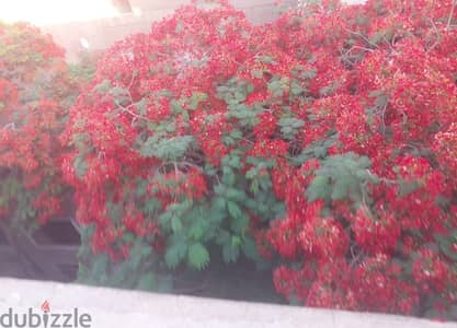 شقه لقطه دقيقه من شارع الهرم بجوار مترو المطبعه الجديد
