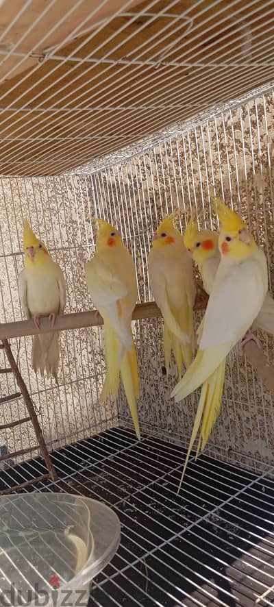 قصين كوكتيل لاتيني شغالين و دكر اول شغل01123371644