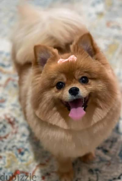 pomeranian