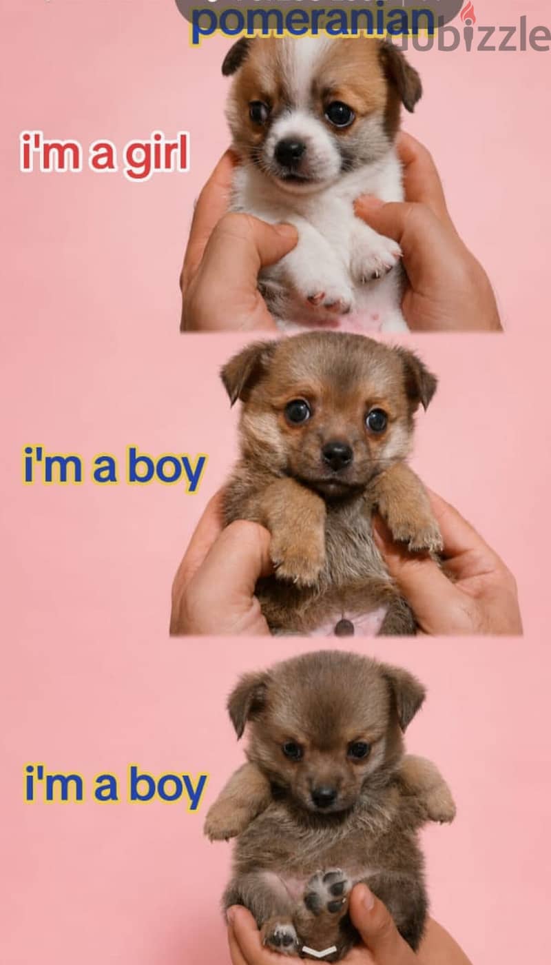 pomeranian 1