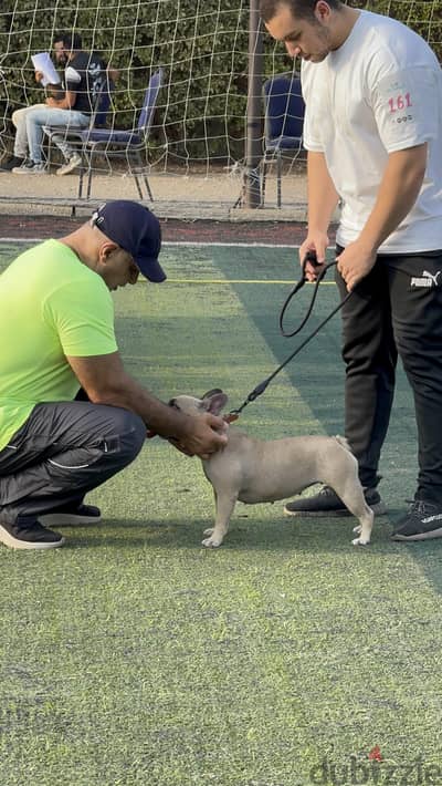 نتاية French bulldog ممتازه