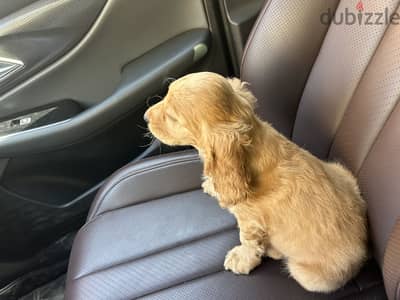 Cocker puppy