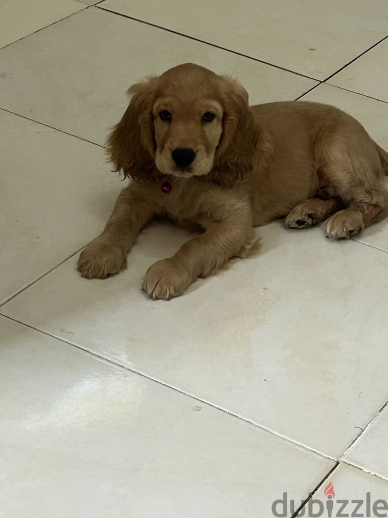 Cocker puppy 1