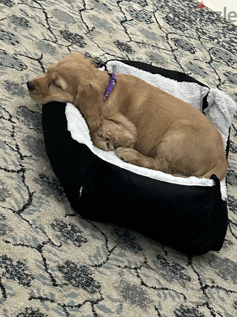 Cocker puppy 2