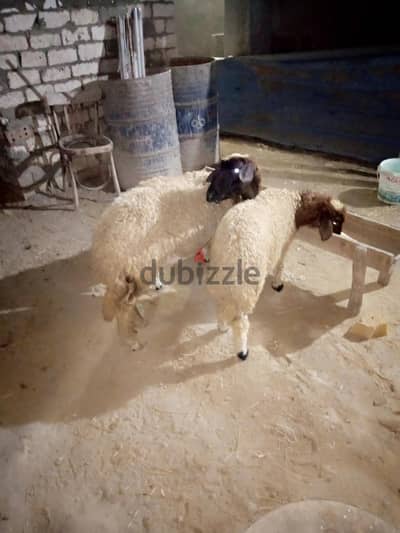 نعجه برقي وراها جوز بسم الله ما شاء الله