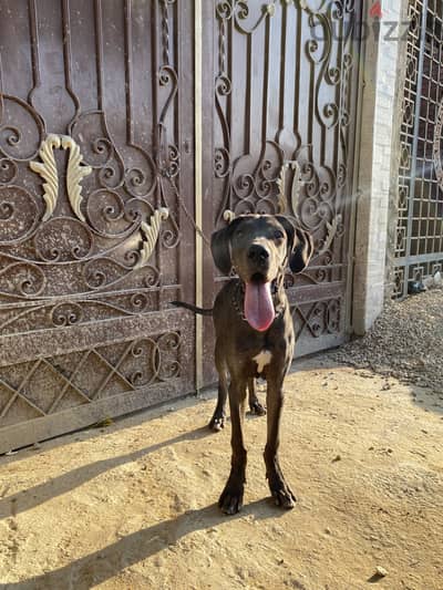 كلبة great dane للبيع