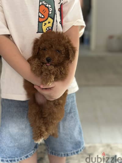 Poodle puppy toypoodle بودل توي بودل