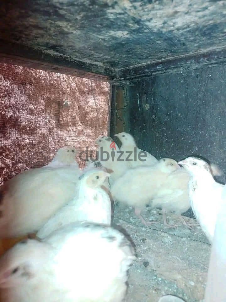 سمان هجين وبيور 8