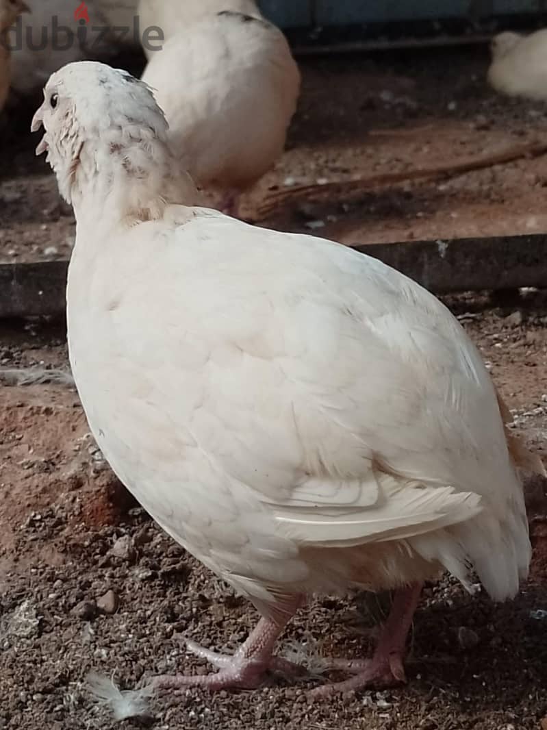 سمان هجين وبيور 9