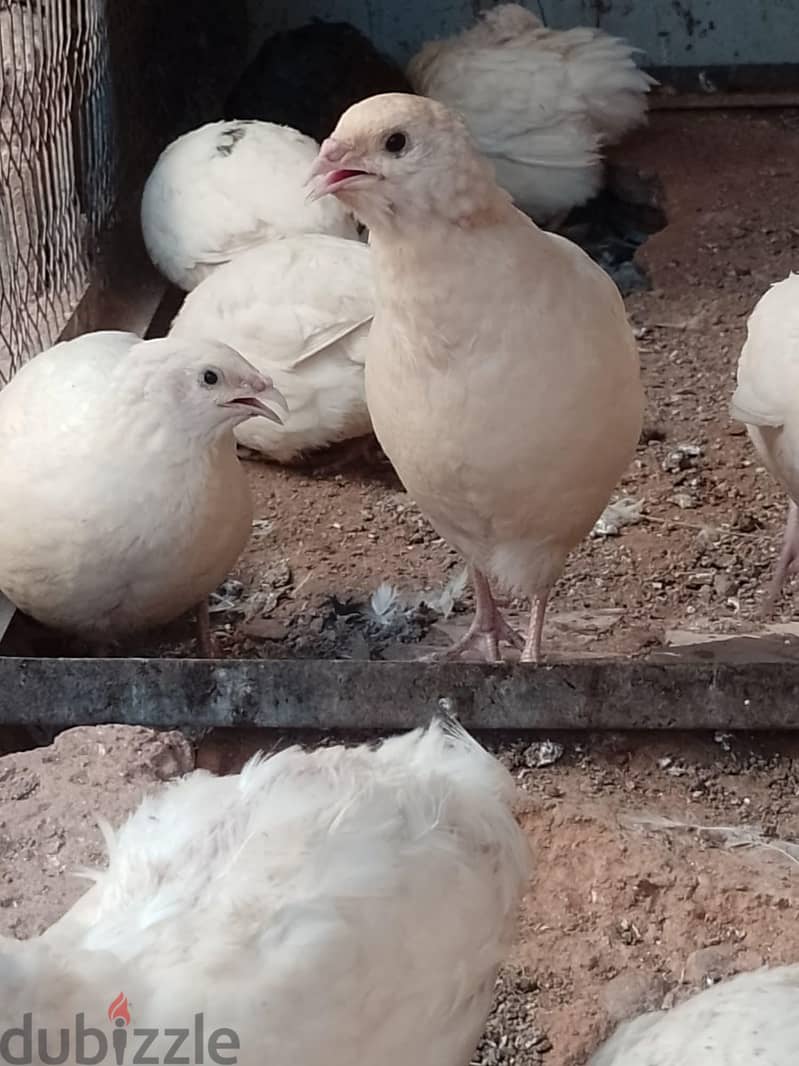 سمان هجين وبيور 10