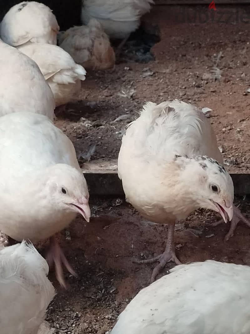 سمان هجين وبيور 11