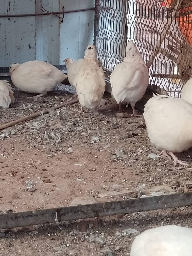 سمان هجين وبيور 12