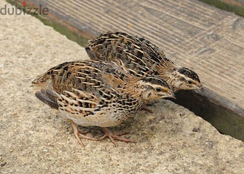 سمان هجين وبيور 14
