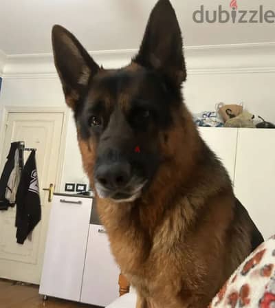 german shepherd dog