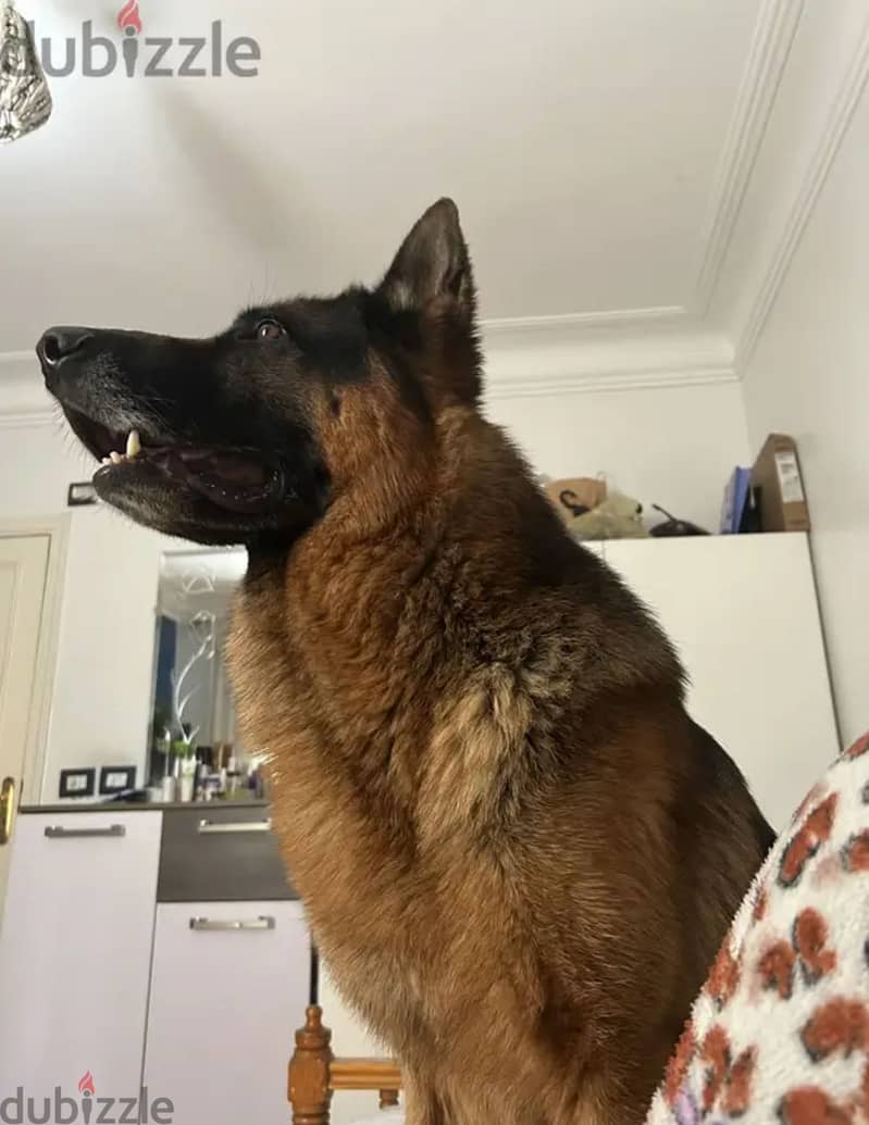 german shepherd dog 1