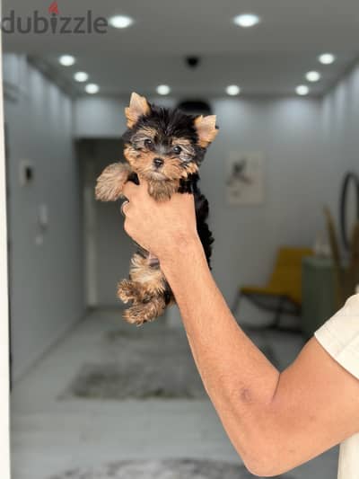 Yorkshire terrier yorkie يوركشاير يورك شاير