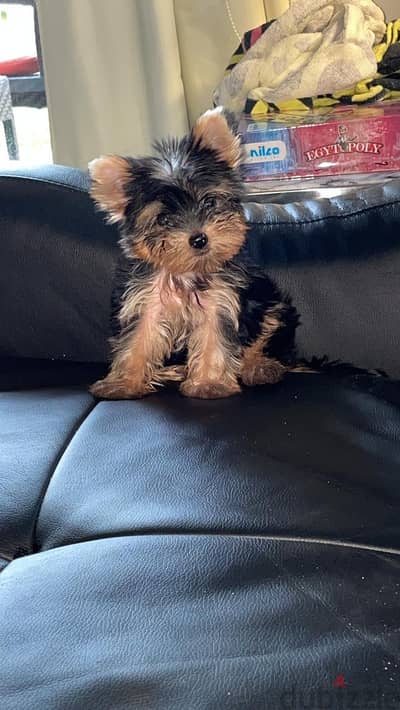 Yorkshire terrier Yorkie يوركشاير يورك شاير Yorkshire terrier Yorkie يوركشاير يورك شاير