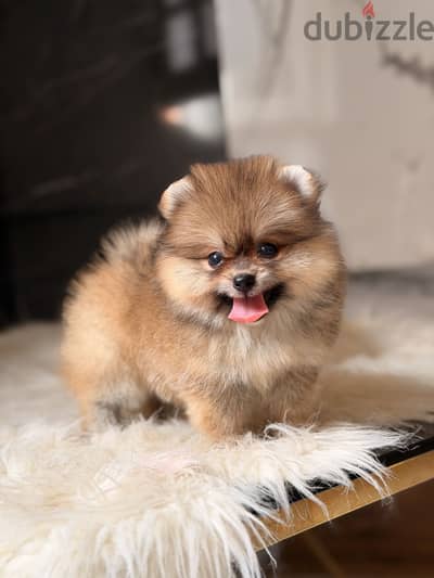 Pomeranian puppy بومرينيان