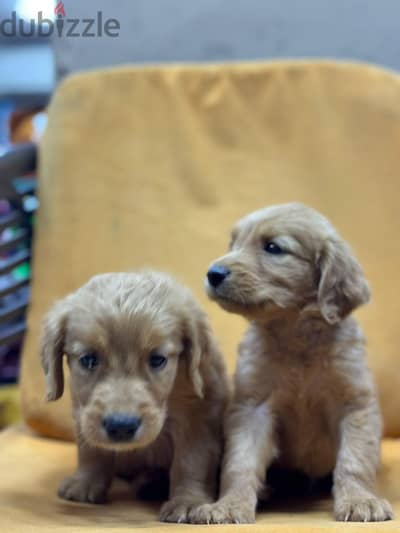 جولدن ريتريفر golden retriever