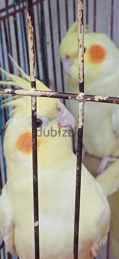 عصافير كوكتيل