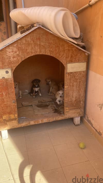Cute Puppies for Adoption للتبني