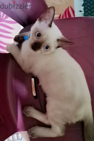 قط سيامي بيور