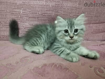 قط شيرازي صغير بيور عمر ٦٠ يوم