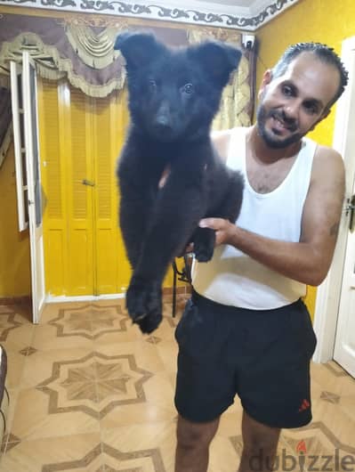 كلبة ريال بلاك للبيع
