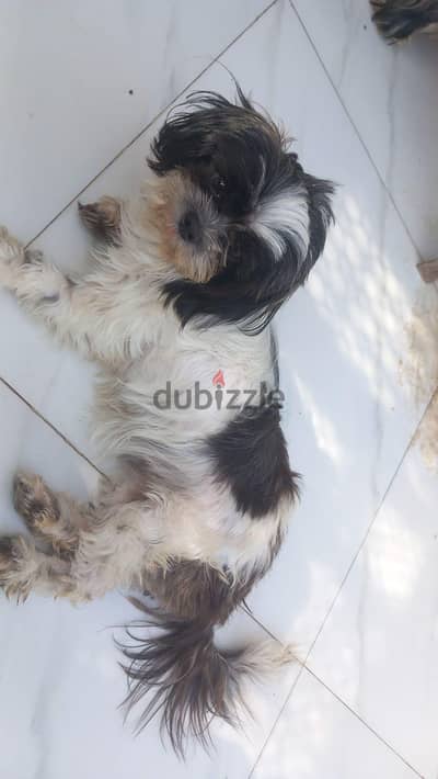 كلبة شيتزو Shih Tzu Dog