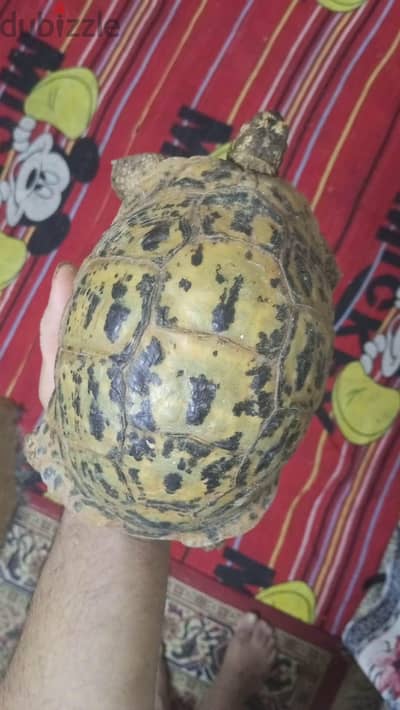 سلحفاه يونانى