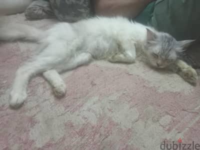 التبني  اسكندرية فون فقط للجدين
