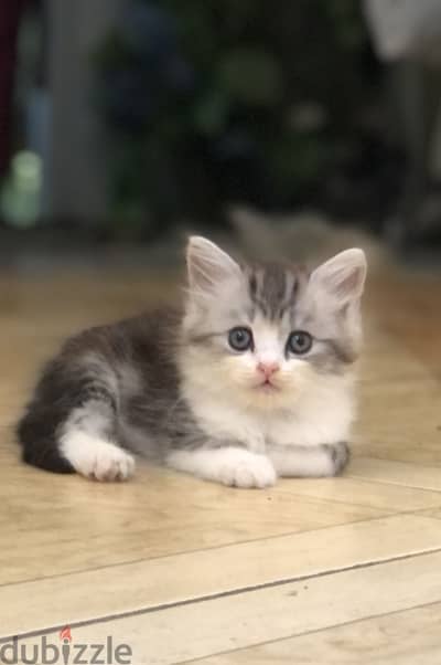 Shirazi male kitten-قط ذكر شيرازي