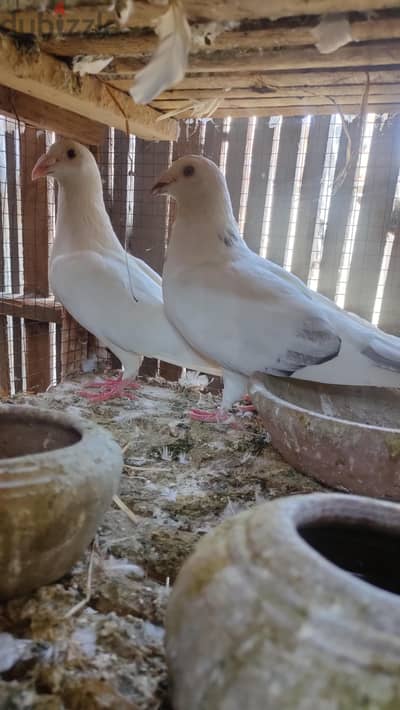 اجواز حمام شغاله للببع