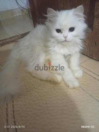 قطه للبيع