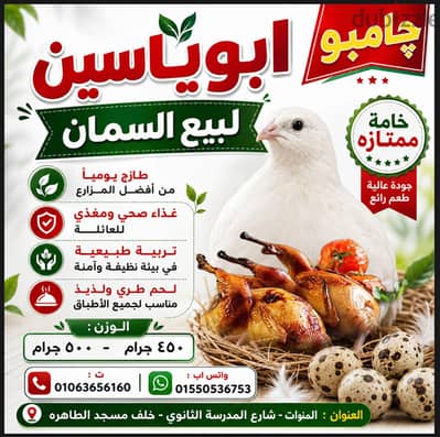 عندي بيع سمان جامبو ابيض