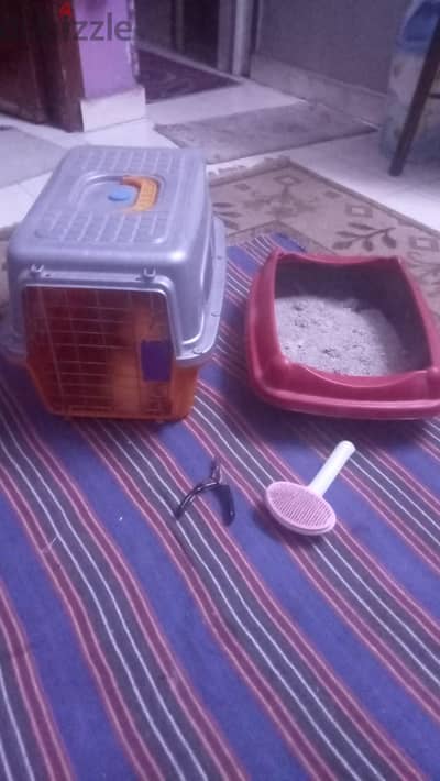 قطة شيرازي للبيع