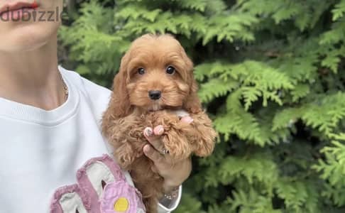 Cockapoo puppy boy from Russia
