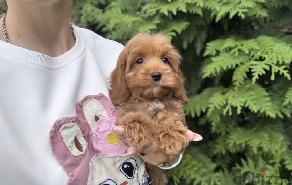 Cockapoo puppy boy from Russia 1
