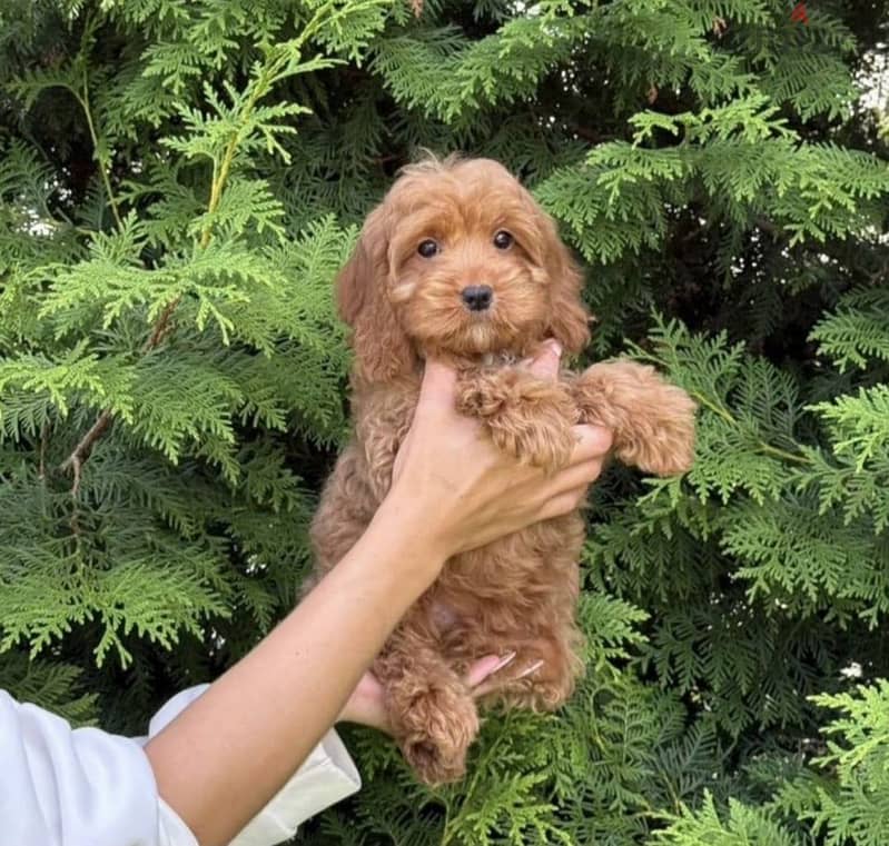 Cockapoo puppy boy from Russia 2