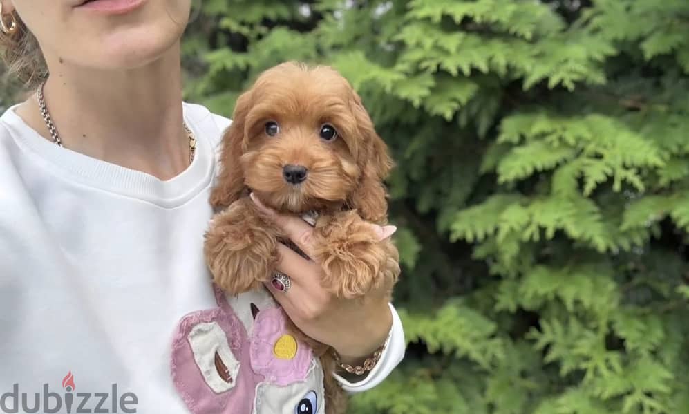 Cockapoo puppy boy from Russia 3