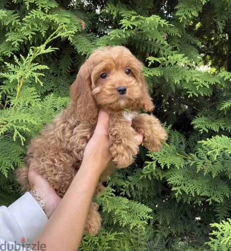 Cockapoo puppy boy from Russia 4