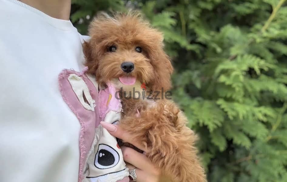 Cockapoo puppy boy from Russia 5