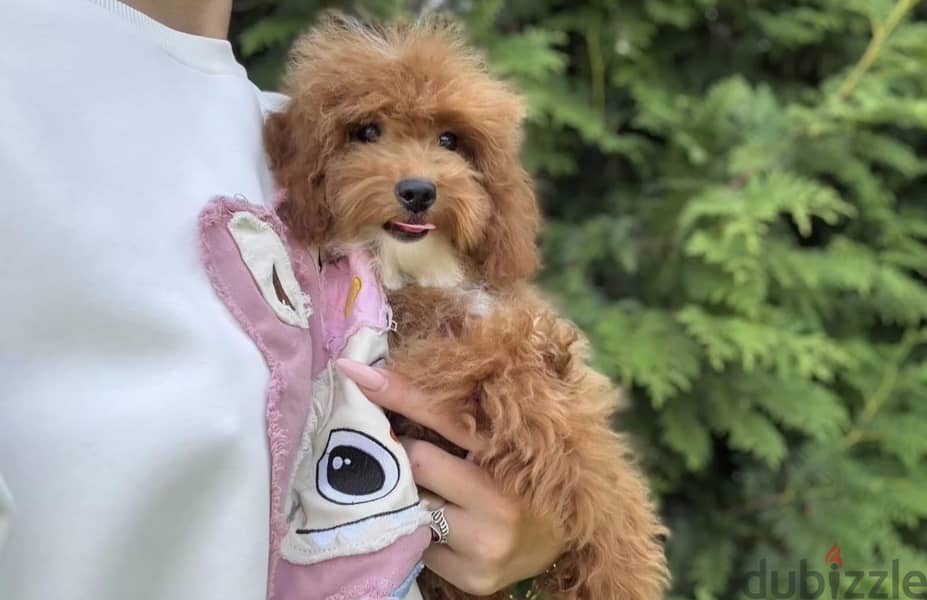 Cockapoo puppy boy from Russia 6